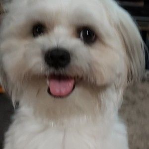 Meet your Posher, Bee